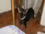 Rafi - Miniature Pinscher + Chihuahua Dog