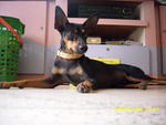 Rafi - Miniature Pinscher + Chihuahua Dog