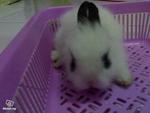 Bitbit - Angora Rabbit Rabbit