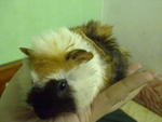 Lady Gaga Vs Blackie - Guinea Pig Small & Furry