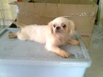 Small Pekingese Shihtzu Mixed  - Pekingese Dog