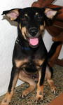 Roscoe - Doberman Pinscher Mix Dog