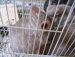 Cute Cream Chinchilla