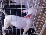 Taiwan Mini Bull White Female - Bull Terrier Dog