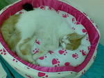 Finally!! after few months bought this bed, she actually slept on it!