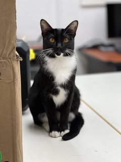 Lulu - Tuxedo + Domestic Short Hair Cat