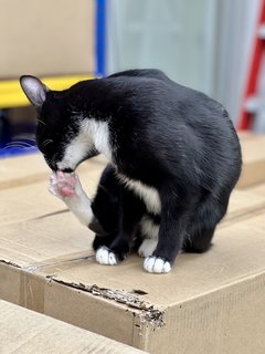 Lulu - Tuxedo + Domestic Short Hair Cat