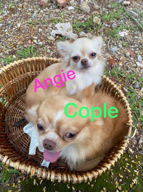 Cople And Angie  - Chihuahua Dog