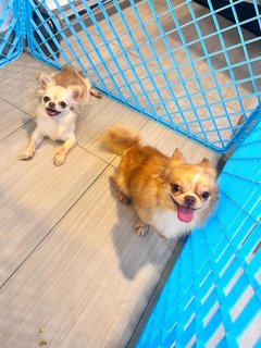 Cople And Angie  - Chihuahua Dog