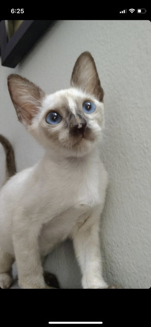 Tortie-point Siamese  - Domestic Short Hair + Tortoiseshell Cat