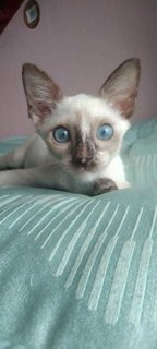 Tortie-point Siamese  - Domestic Short Hair + Tortoiseshell Cat