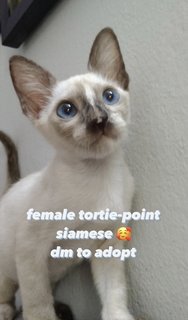 Tortie-point Siamese  - Domestic Short Hair + Tortoiseshell Cat