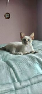 Tortie-point Siamese  - Domestic Short Hair + Tortoiseshell Cat