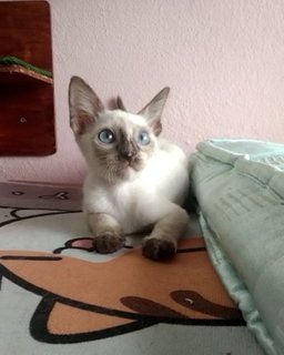 Tortie-point Siamese  - Domestic Short Hair + Tortoiseshell Cat