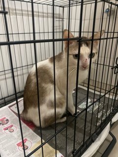 Cat With Blue Eyes - Domestic Short Hair Cat