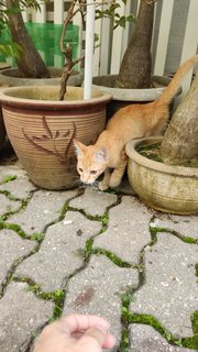 Tigger - Domestic Short Hair + Tabby Cat