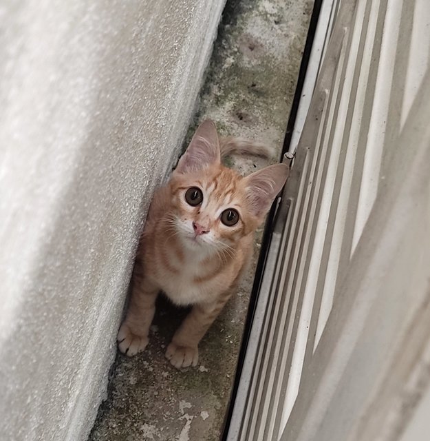 Tigger - Domestic Short Hair + Tabby Cat