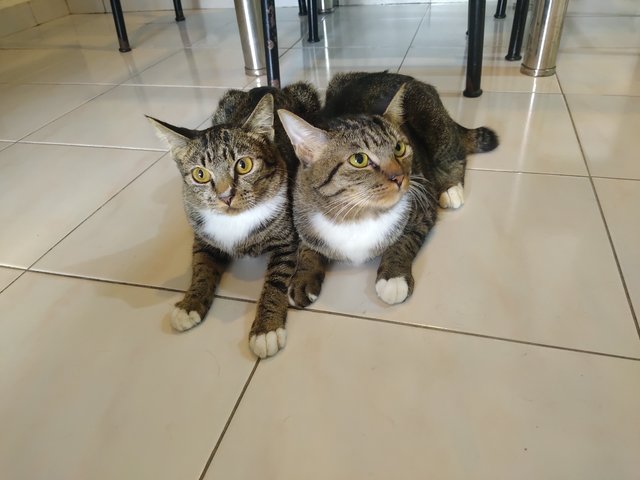 Porus And Raji - Tabby + Domestic Medium Hair Cat