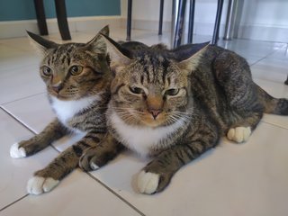 Porus And Raji - Tabby + Domestic Medium Hair Cat