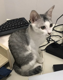 Happy - Domestic Short Hair + Tabby Cat