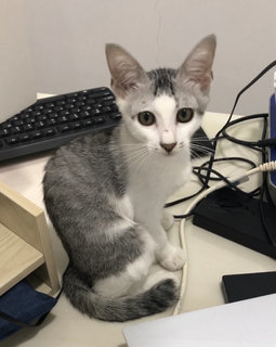 Happy - Domestic Short Hair + Tabby Cat