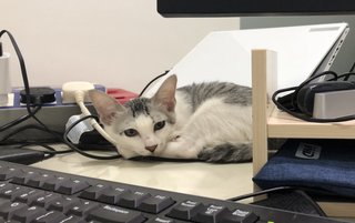 Happy - Domestic Short Hair + Tabby Cat