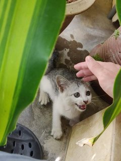 Happy - Domestic Short Hair + Tabby Cat