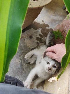 Happy - Domestic Short Hair + Tabby Cat