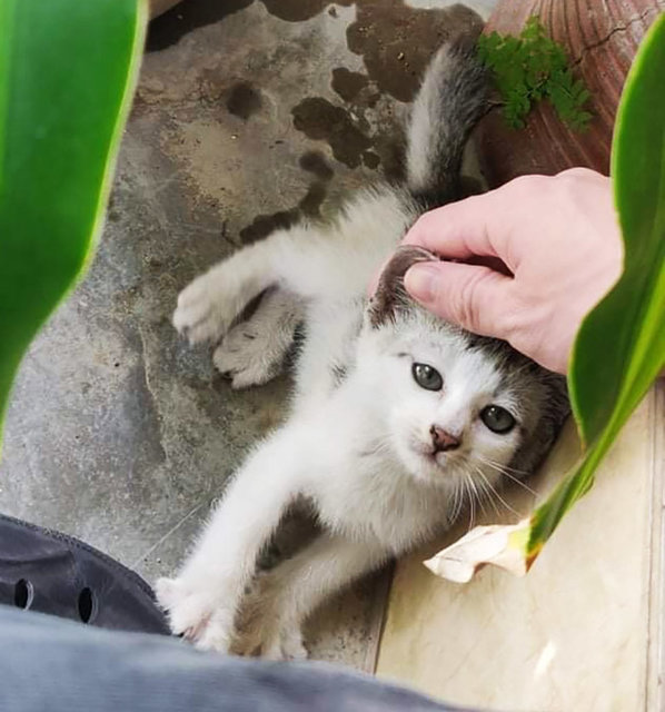 Happy - Domestic Short Hair + Tabby Cat