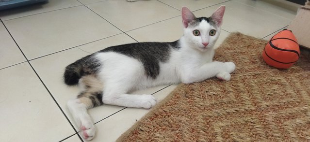 Behrooz  - Domestic Short Hair Cat