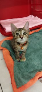 Kiara - Domestic Short Hair Cat