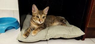 Kiara - Domestic Short Hair Cat