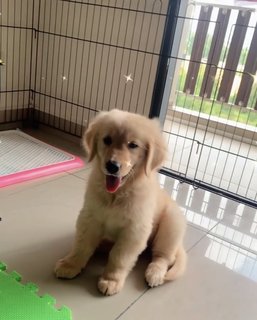 Happy - Golden Retriever Dog