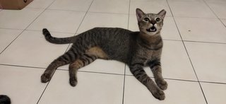 Mochi  - Domestic Short Hair Cat