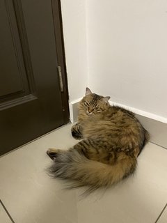 Chokomo - Bengal + Maine Coon Cat