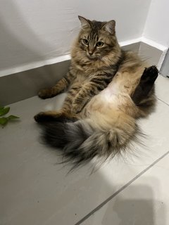 Chokomo - Bengal + Maine Coon Cat