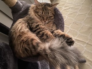 Chokomo - Bengal + Maine Coon Cat