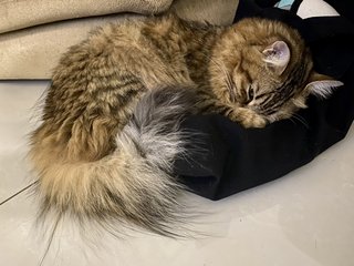 Chokomo - Bengal + Maine Coon Cat