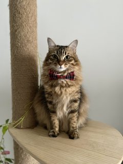 Chokomo - Bengal + Maine Coon Cat