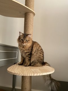 Chokomo - Bengal + Maine Coon Cat