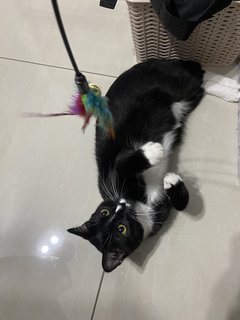 Anangs - Domestic Short Hair + Tuxedo Cat