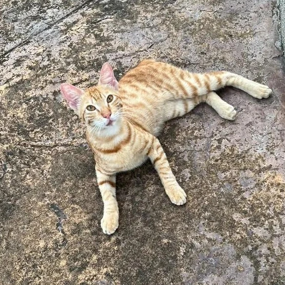 Ginger - Tabby Cat