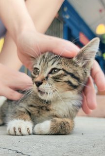 Mily - Domestic Short Hair Cat