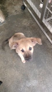 More Puppies - Mixed Breed Dog