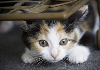 Miss Waffles  - Domestic Short Hair + Calico Cat