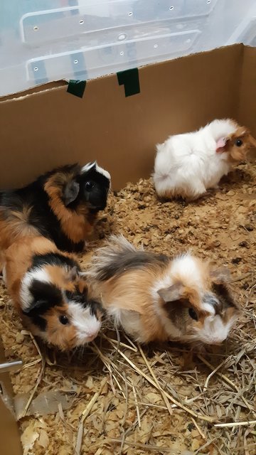 Abyssian Guinea Pig - Guinea Pig Small & Furry