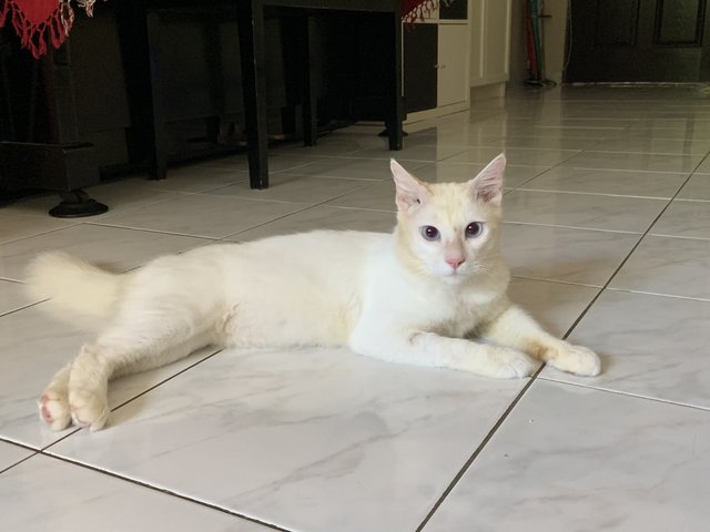 Casper - Domestic Medium Hair Cat