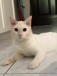 Casper - Domestic Medium Hair Cat