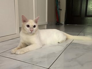 Casper - Domestic Medium Hair Cat