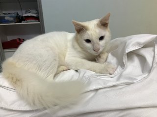 Casper - Domestic Medium Hair Cat